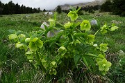 74 Elleboro fetido (Helleborus foetidus)